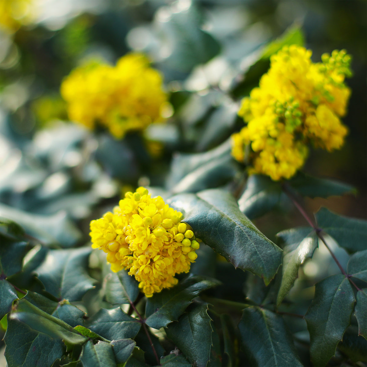 Mahonia Apollo - Mahonia aquifolium Apollo - Willemse