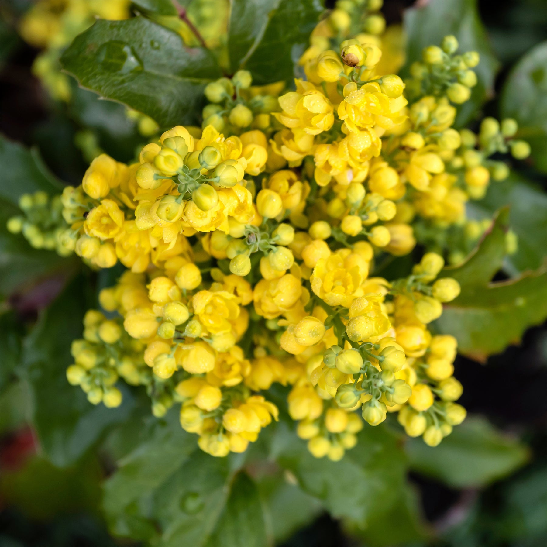 Mahonias - Mahonia Apollo - Mahonia aquifolium Apollo