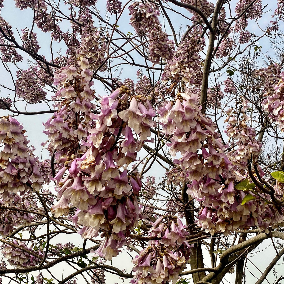 Arbre impérial - Paulownia de Fortune - Willemse