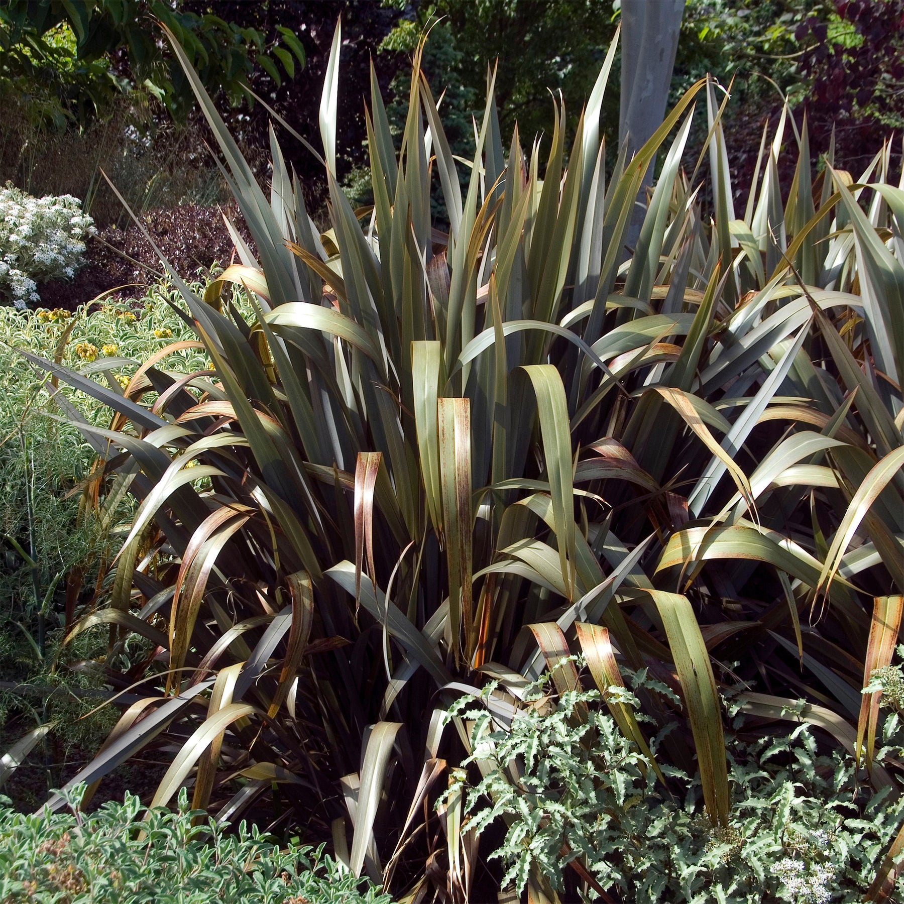 Phormium Bronze Baby - Lin de Nouvelle-Zélande - Phormium cookianum Bronze Baby - Willemse