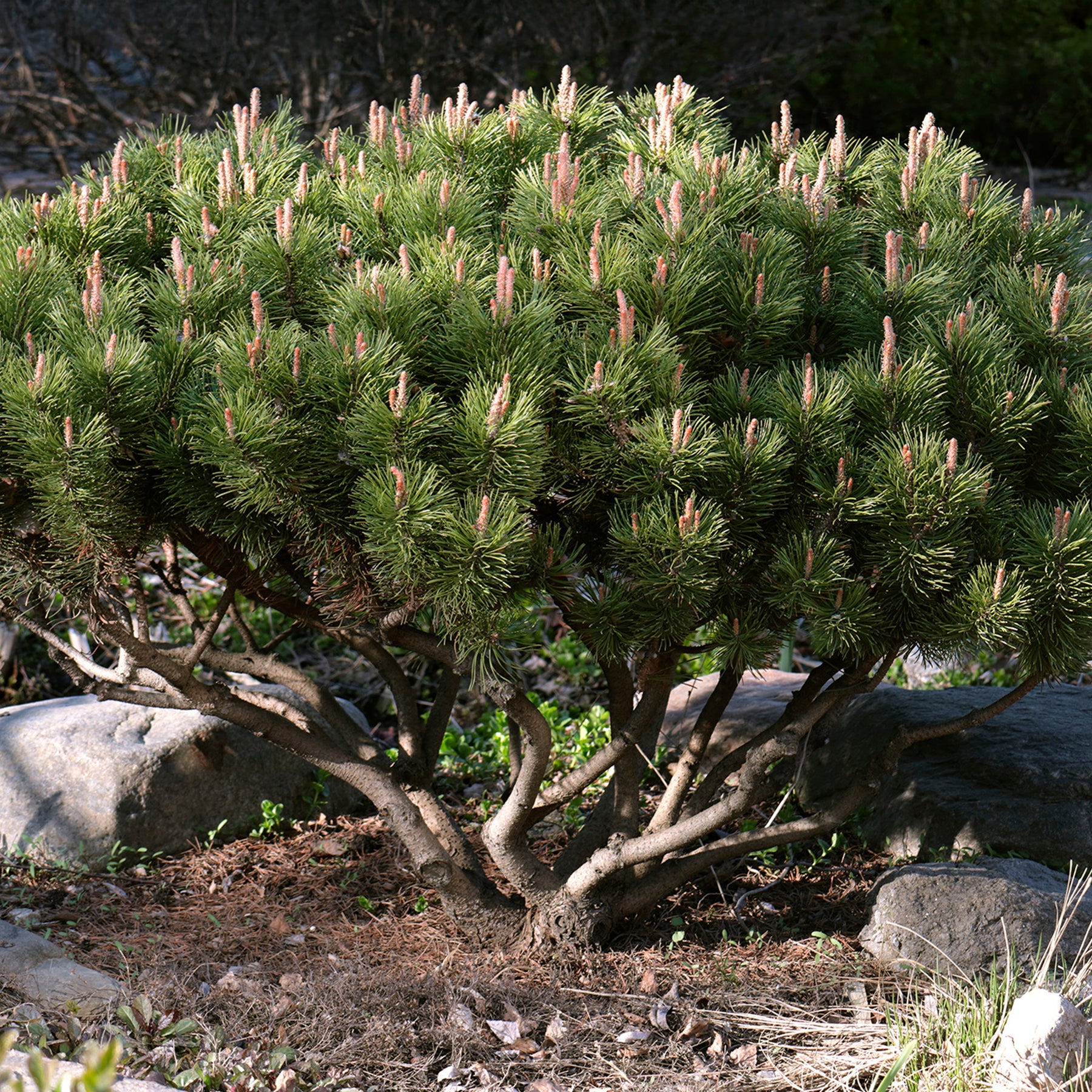 Pin - Pin des montagnes - Pinus mugo