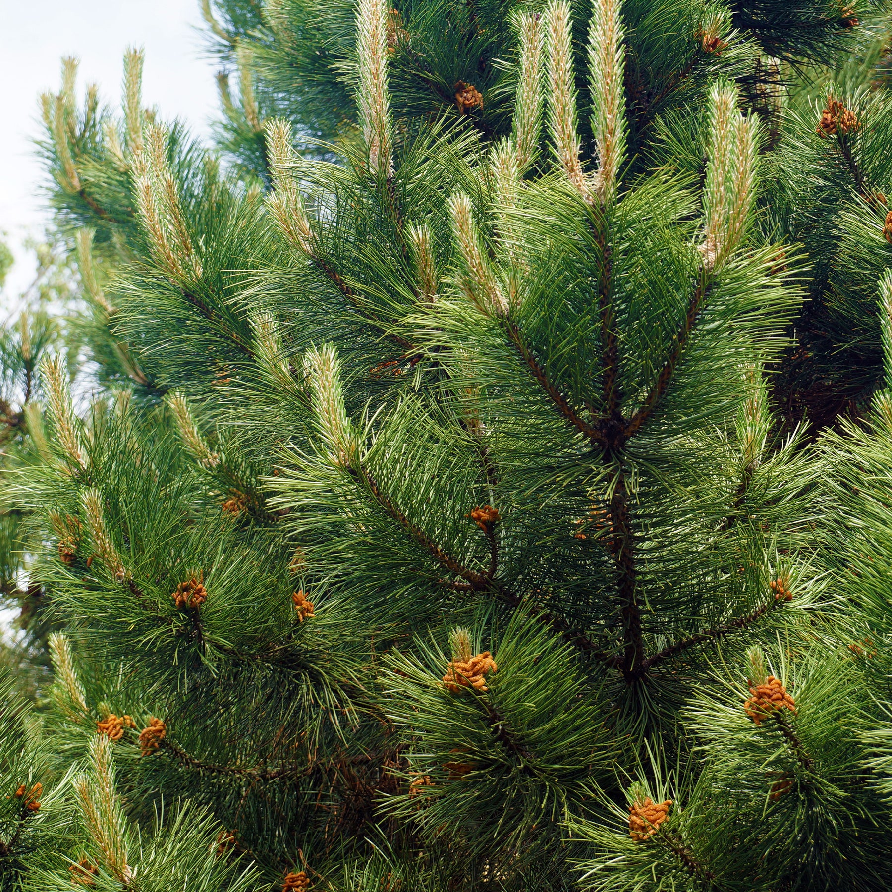 Pin noir d'Autriche - Pinus nigra nigra - Willemse