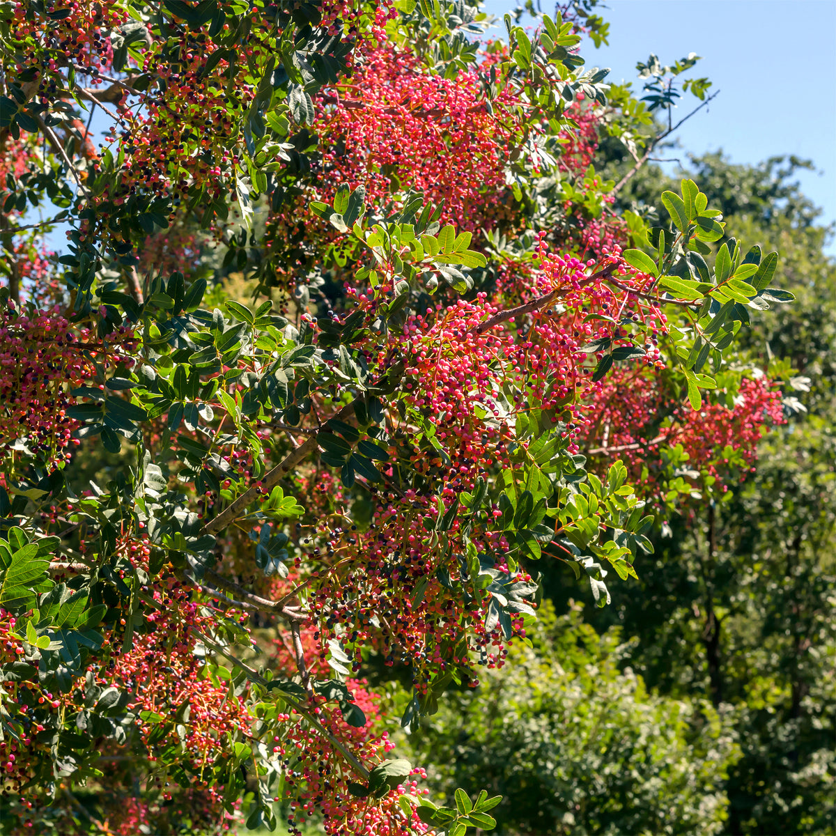 Pistachier térébinthe - Willemse