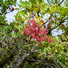 Pistachier térébinthe - Pistacia terebinthus - Willemse