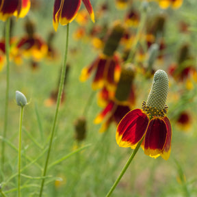 Ratibida columnifera pulcherrima - Ratibida - Chapeau mexicain - Fleurs vivaces