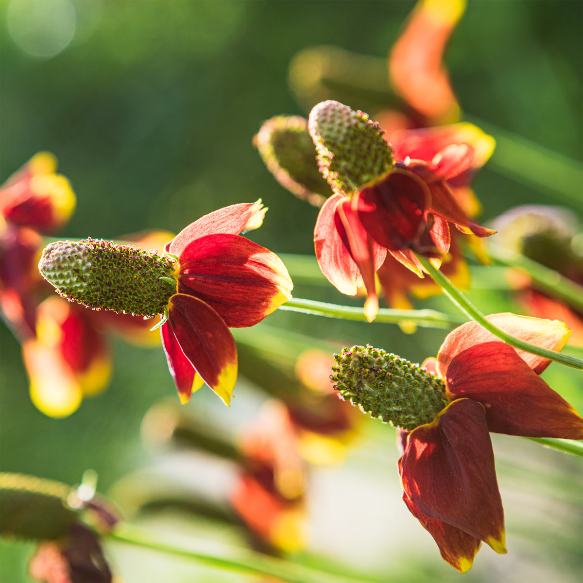 Ratibida - Chapeau mexicain - Ratibida columnifera pulcherrima - Willemse