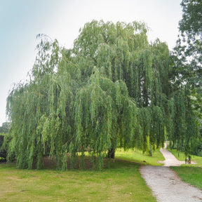 Saule - Saule pleureur - Salix babylonica