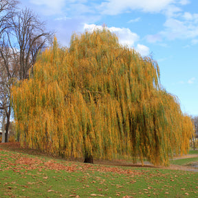 Saule pleureur - Saule - Willemse