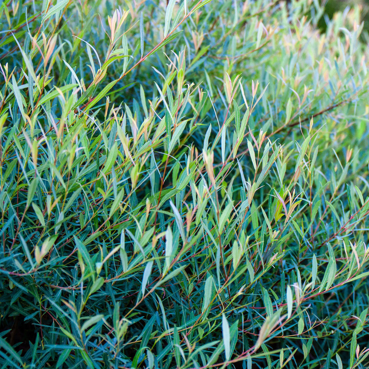 Osier pourpre - Salix purpurea - Willemse