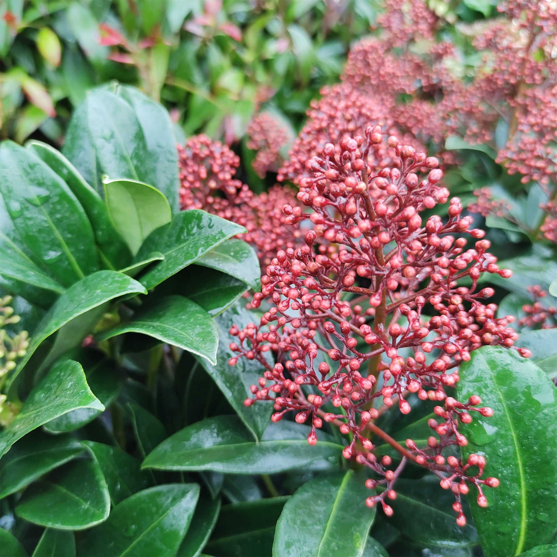 Skimmia du Japon Rubella - Skimmia japonica Rubella - Willemse