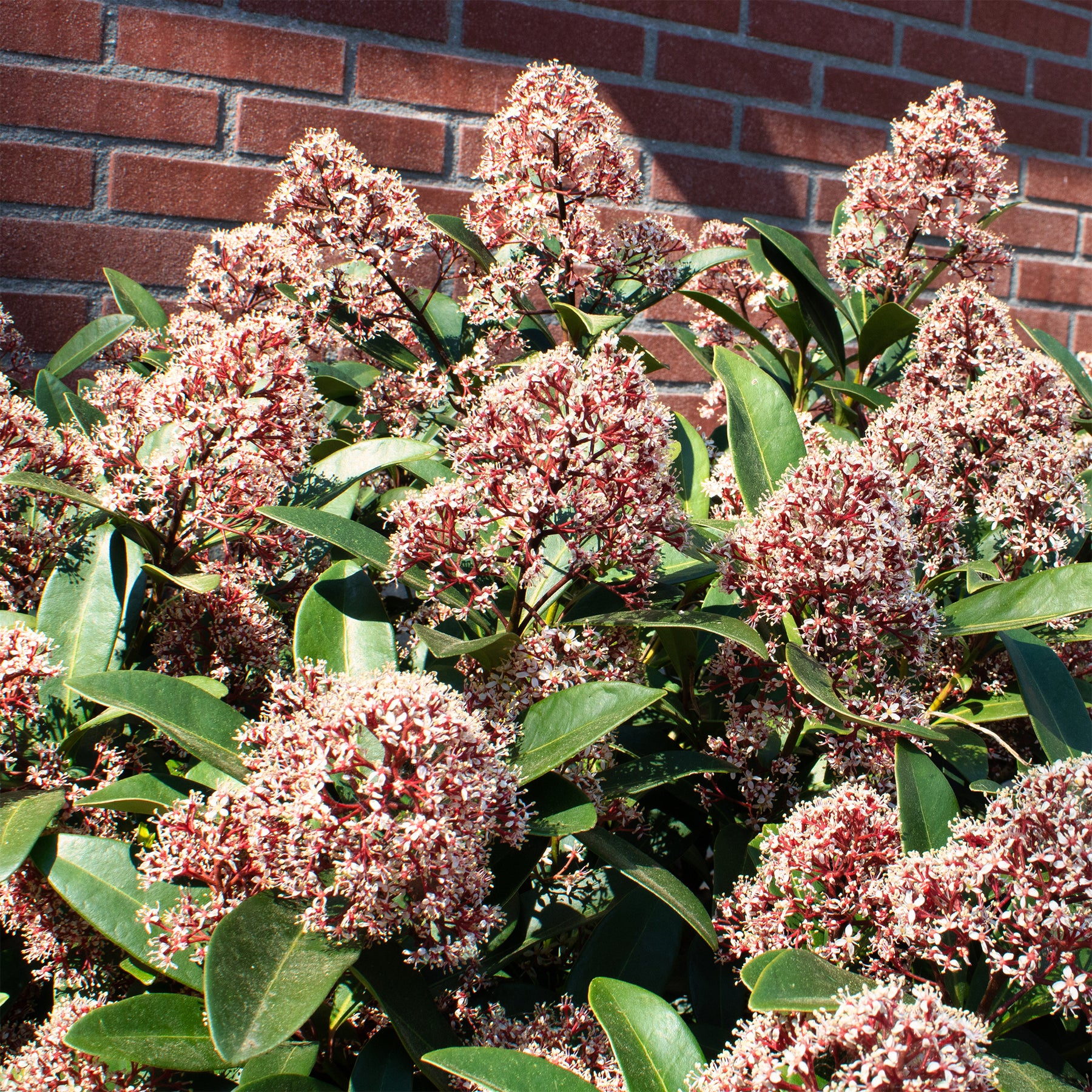 Skimmia du Japon Rubella - Willemse