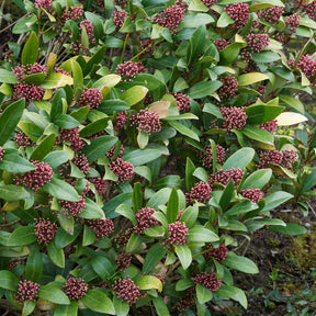 Vente Skimmia du Japon Rubella - Skimmia japonica Rubella