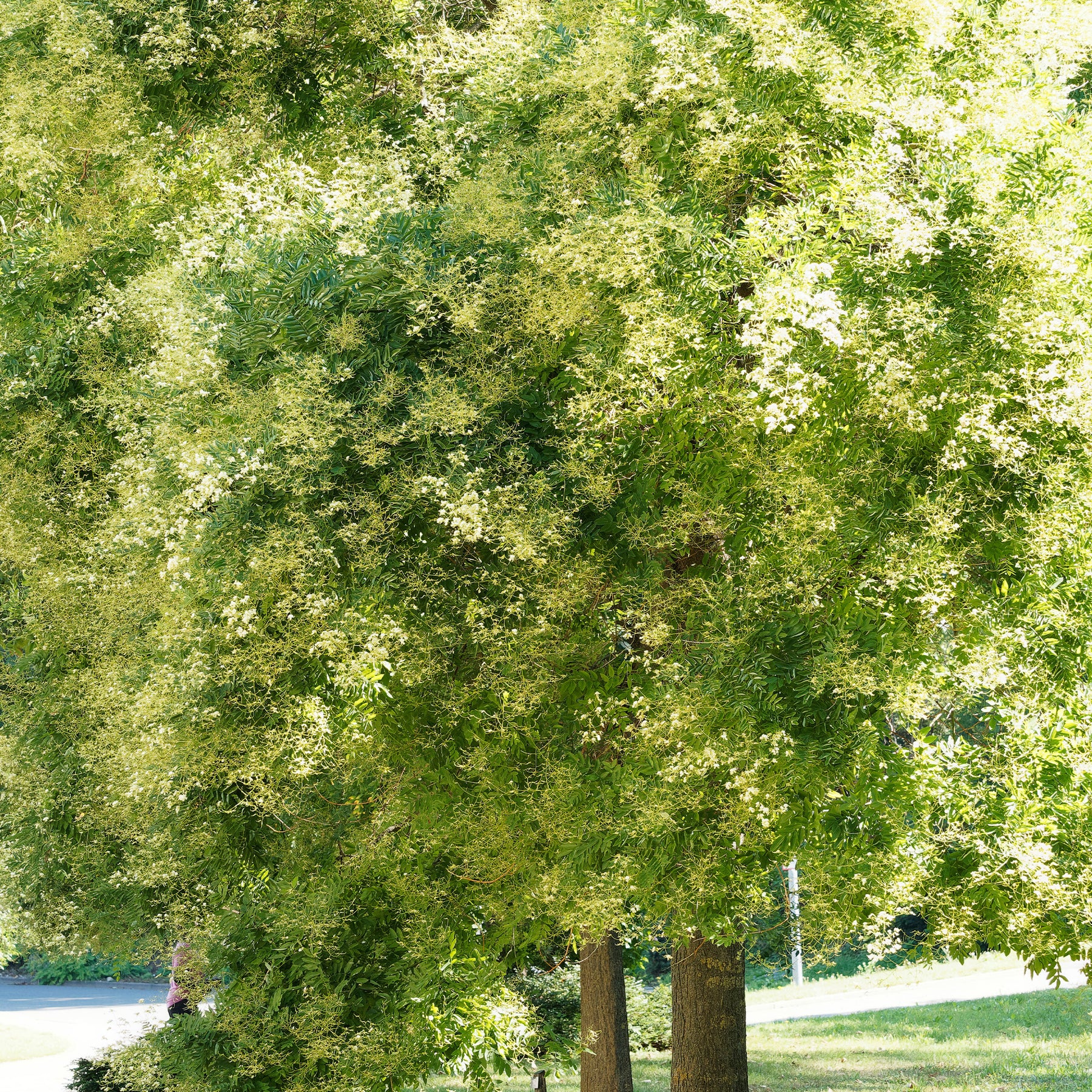 Sophora du Japon - Willemse