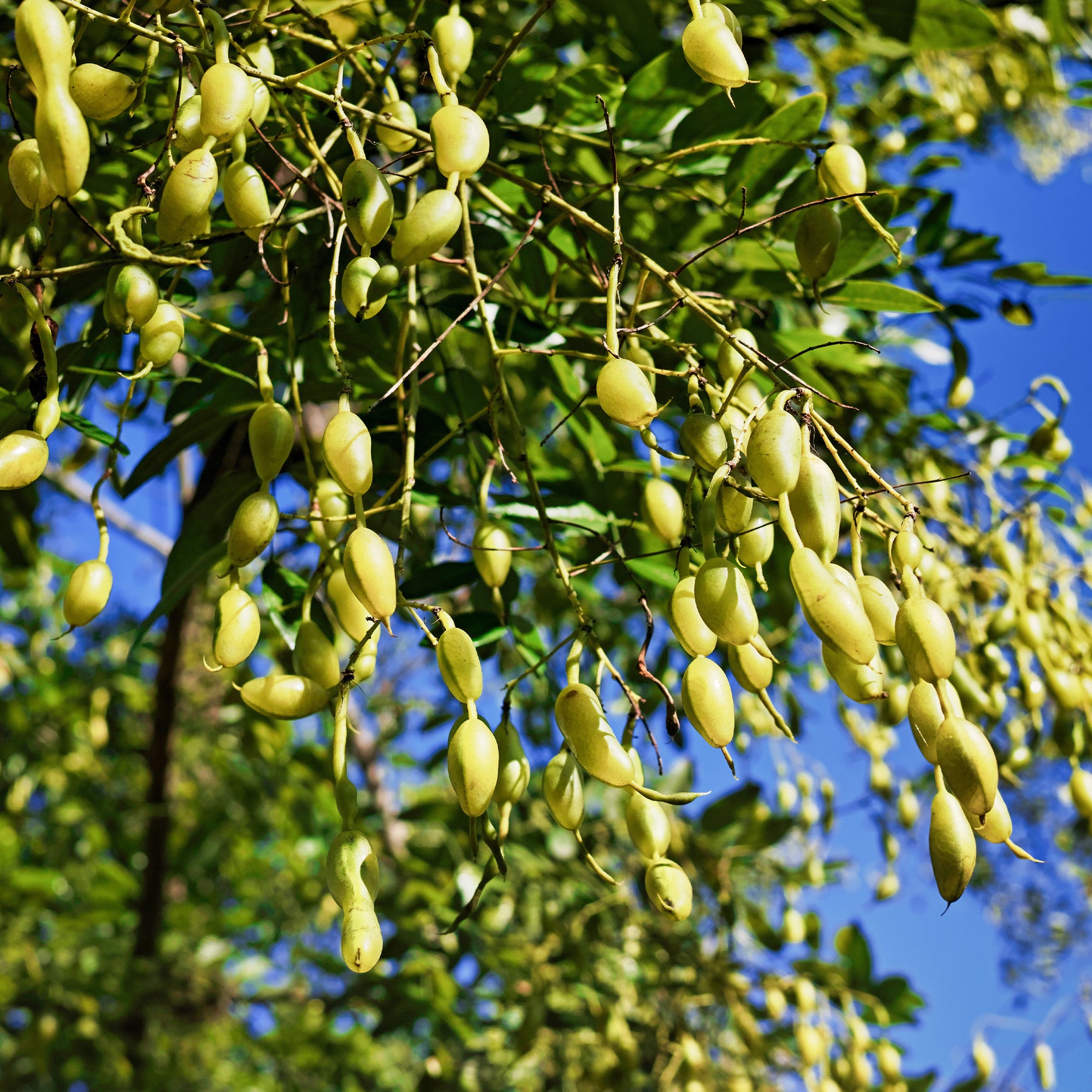 Sophora du Japon - Sophora japonica - Willemse