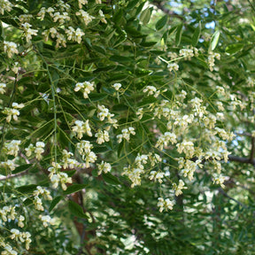 Sophora japonica - Sophora du Japon - Grands arbres