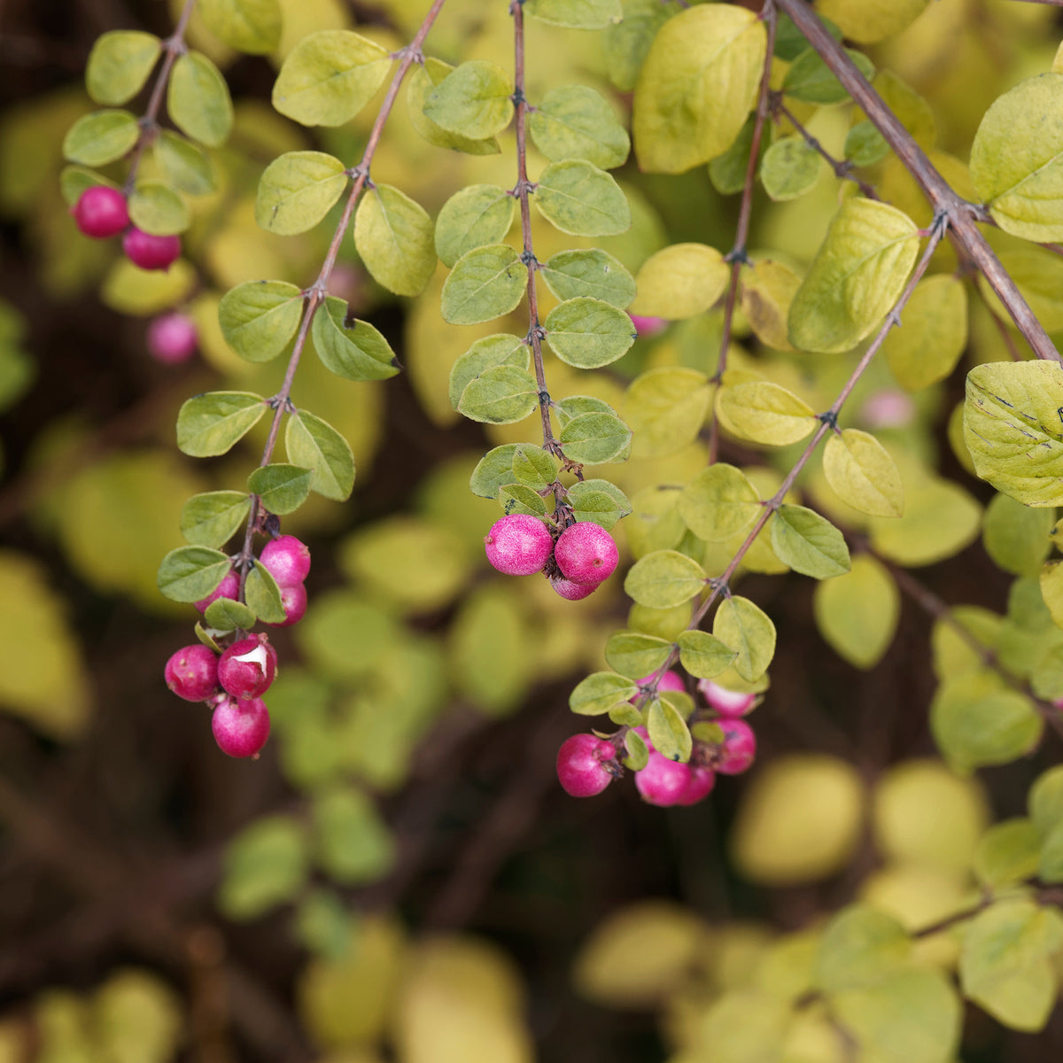 Symphorine de Chenault Hancock - Symphoricarpos chenaultii Hancock - Willemse