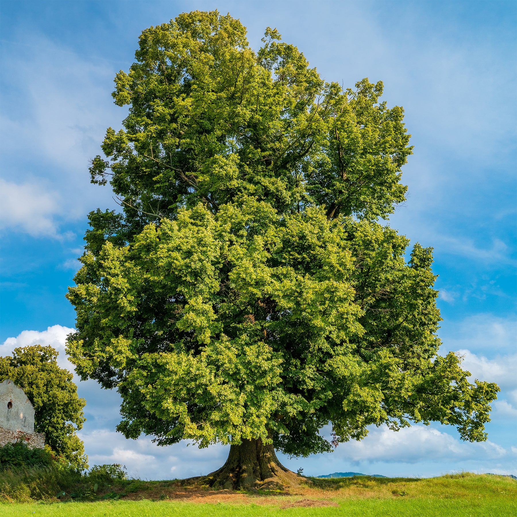 Tilleul - Tilleul à grandes feuilles - Tilia platyphyllos