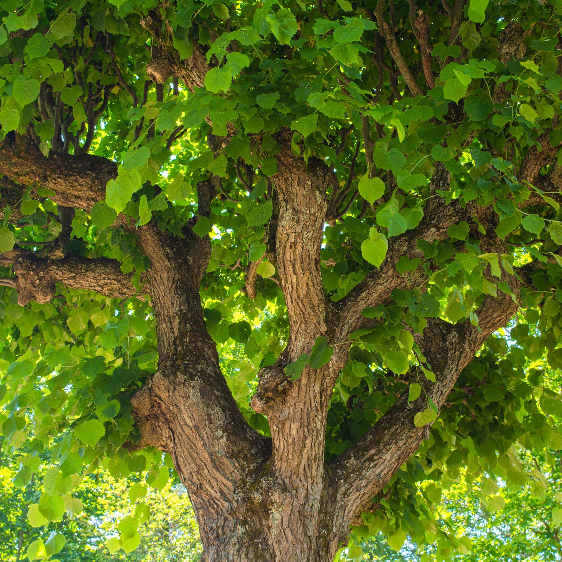 Tilia platyphyllos - Tilleul à grandes feuilles - Tilleul