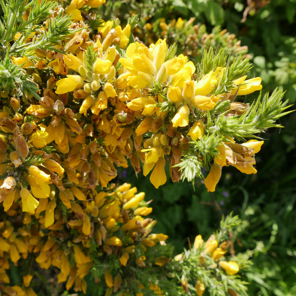 Ajonc d'Europe - Ulex europaeus - Willemse