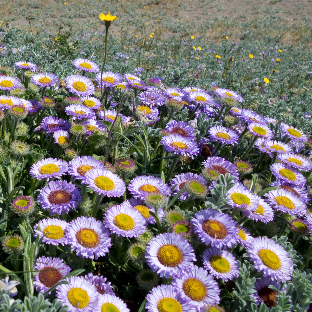 Vergerette à feuilles glauques - Erigeron glaucus - Willemse