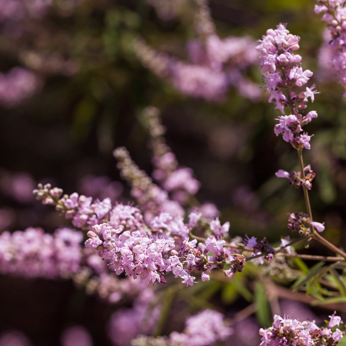 Gatellier nain Pink pinnacle - Vitex agnus-castus Pink Pinnacle - Willemse