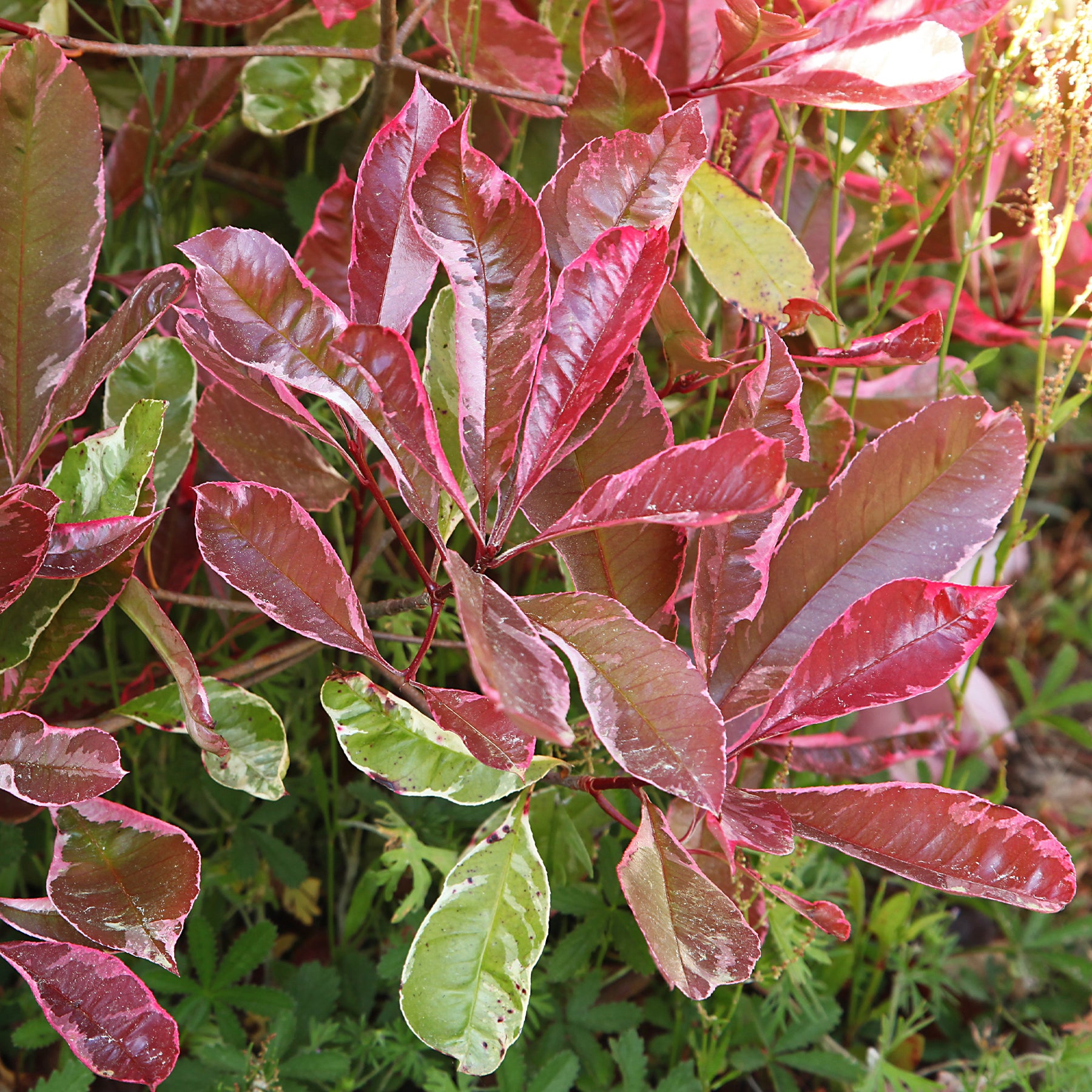 Photinia fraseri Louise - Willemse