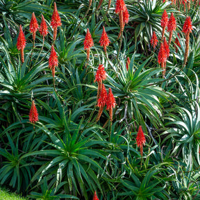 Aloe vera - Aloès arborescent - Aloe arborescens