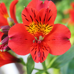 Alstroemeria Little Miss Zoé ® - Lys des Incas - Alstroemères Little Miss Zoe ® - Fleurs vivaces