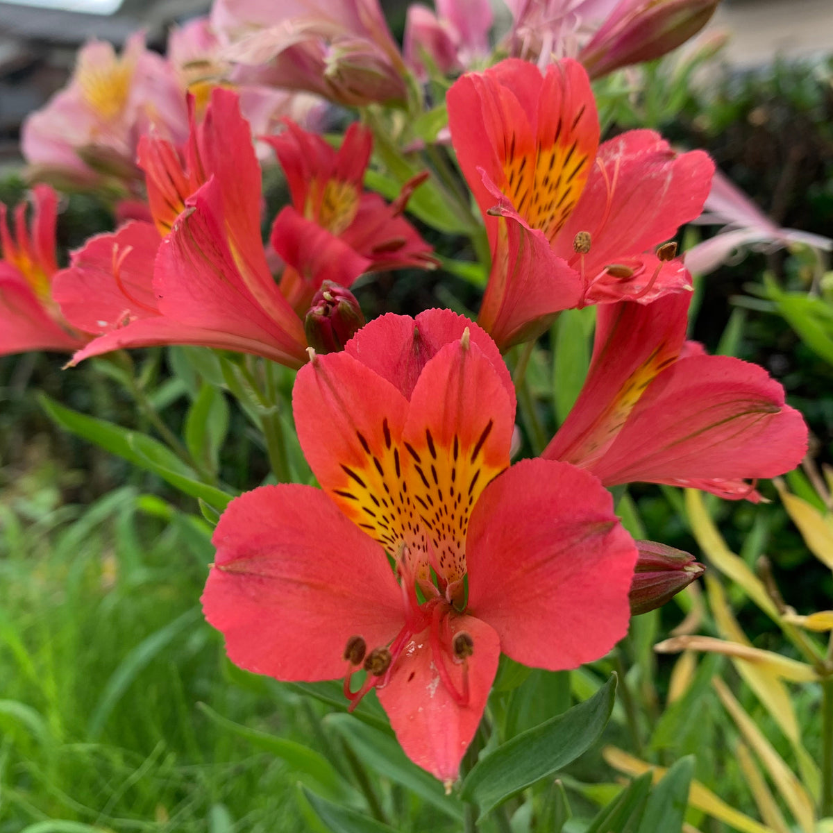 Lys des Incas - Alstroemères Little Miss Zoe ® - Alstroemeria Little Miss Zoé ® - Willemse