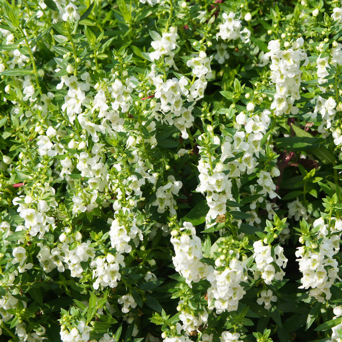 Angélonia blanche - Angelonia white - Willemse