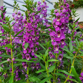 Angelonia blue - Angélonia bleue - Fleurs vivaces