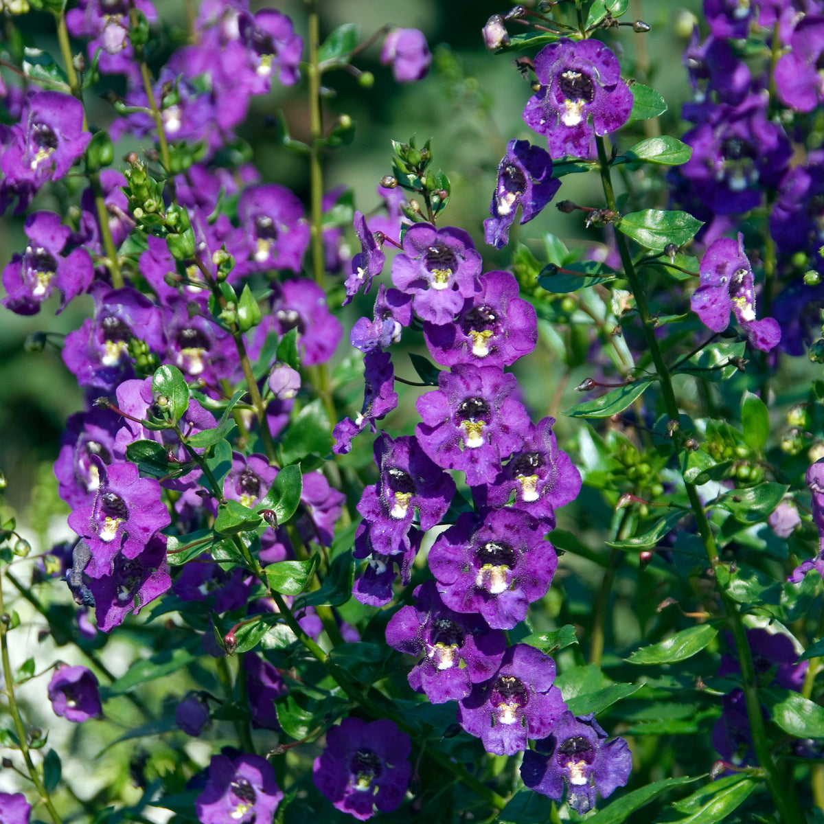 Angélonia bleue - Angelonia blue - Willemse