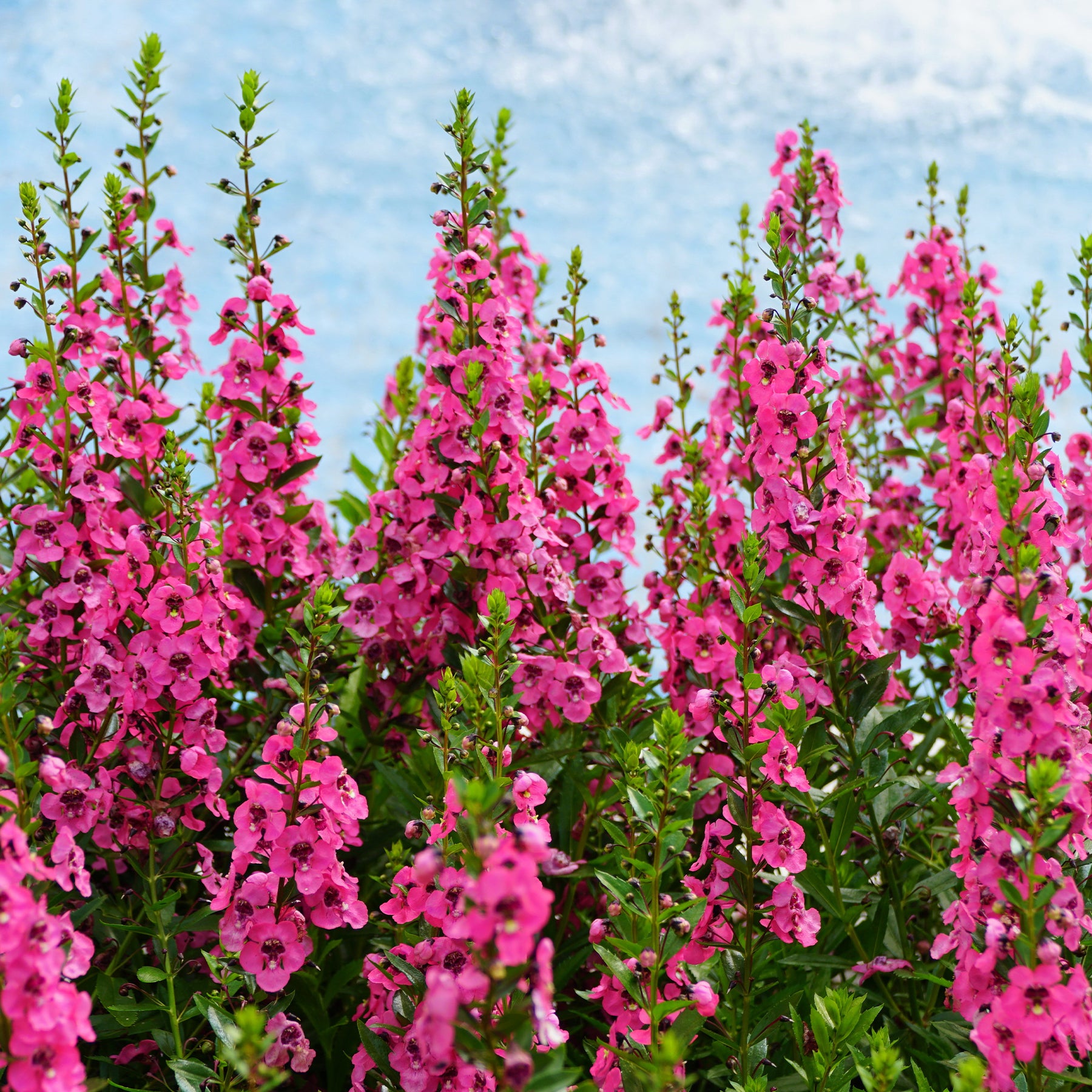 Angélonia rose - Angelonia pink - Willemse