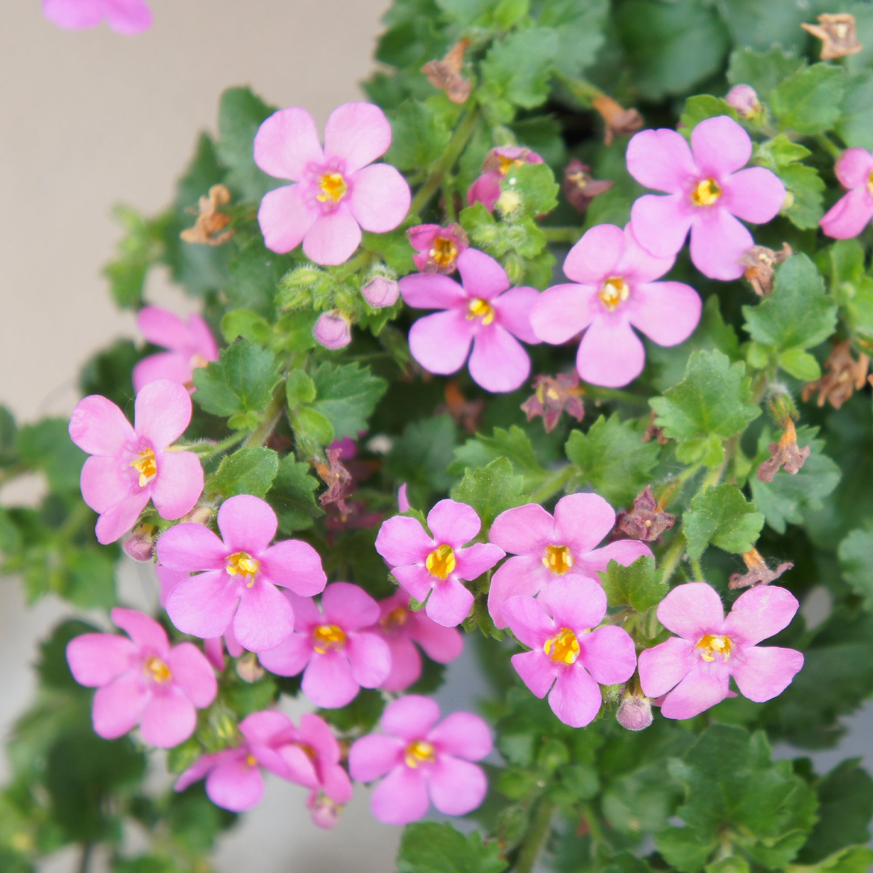 Bacopa rose - Willemse