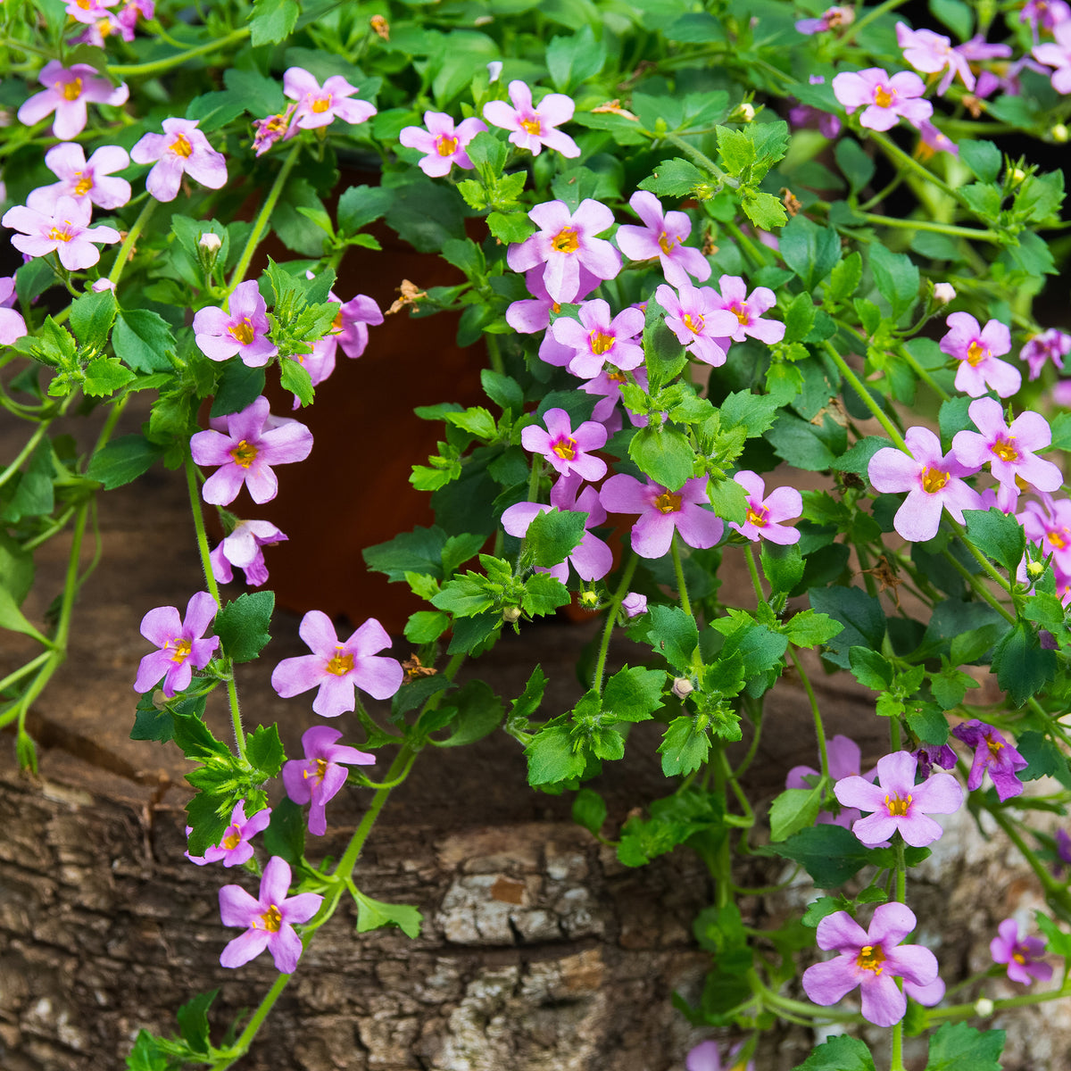 Bacopa rose - Bacopa pink - Willemse