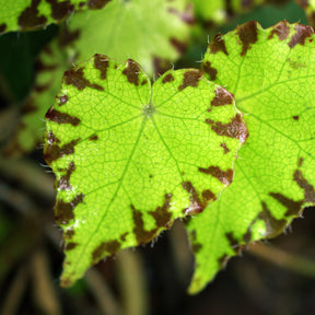 Bégonia Beleaf Lima Love - Begonia rex Beleaf Lima Love - Willemse