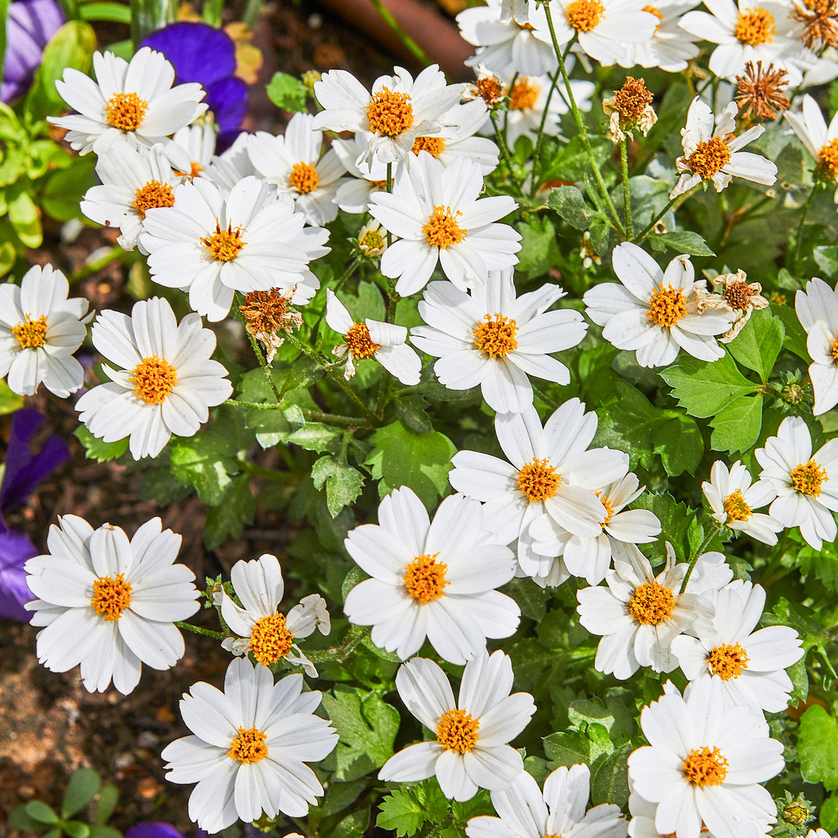 Bidens White Delight - Willemse