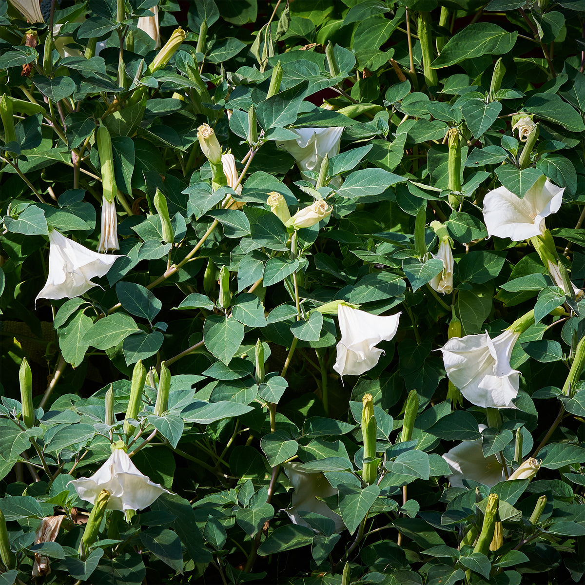 Brugmansia blanc - Willemse