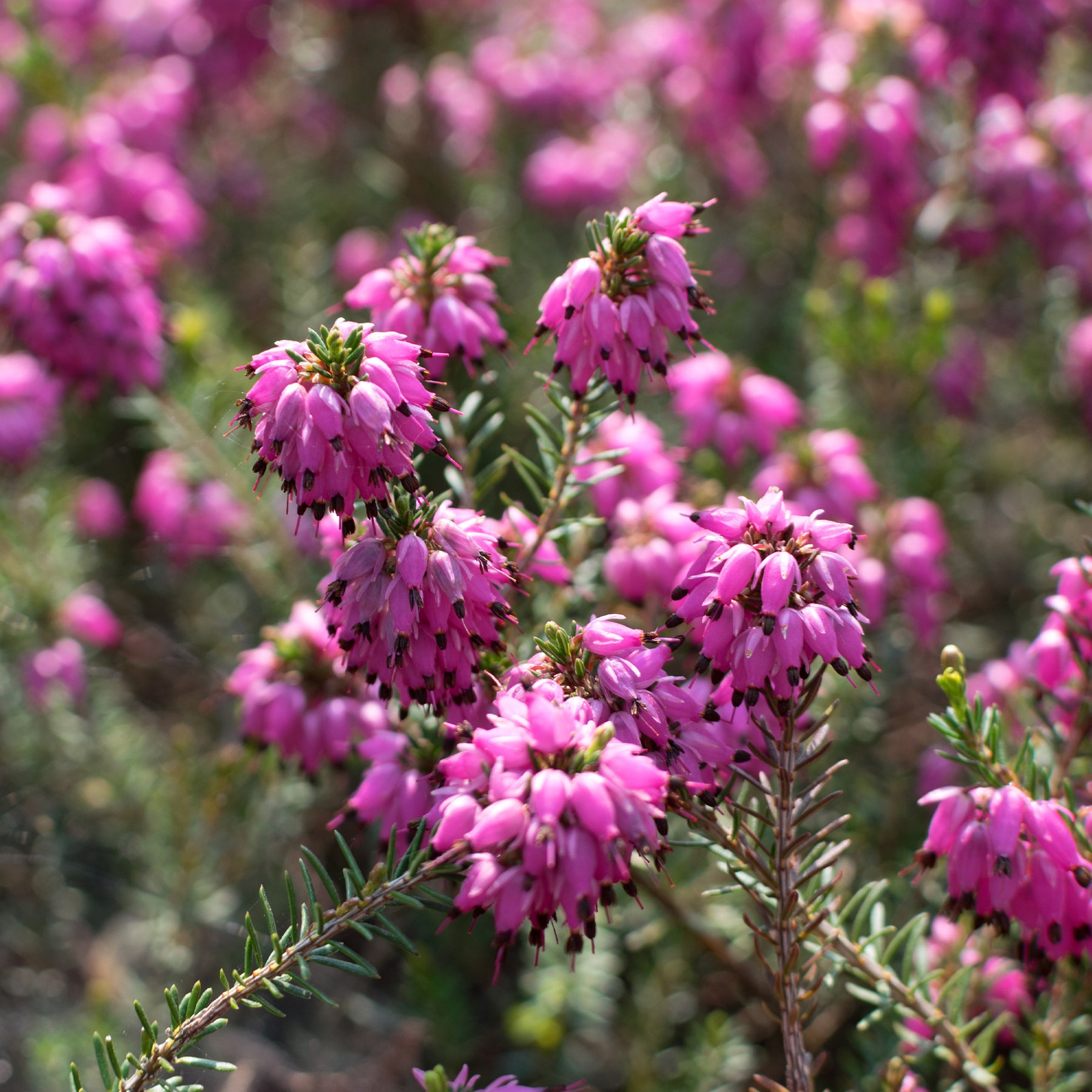 Bruyère d'hiver Myretoun Ruby - Willemse