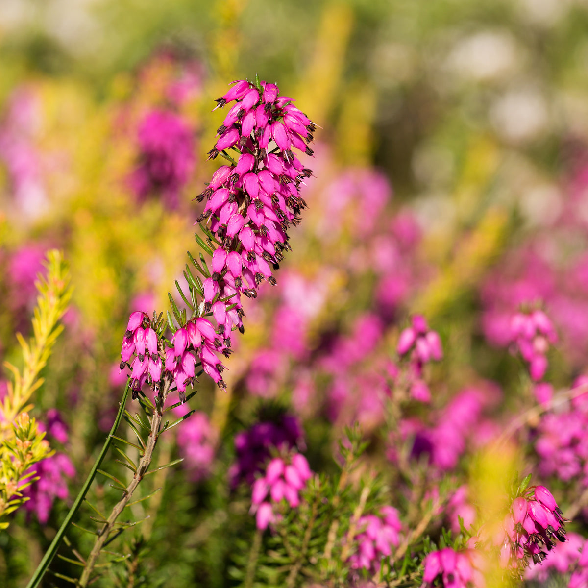 Bruyère d'hiver Myretoun Ruby - Erica carnea Myretoun Ruby - Willemse