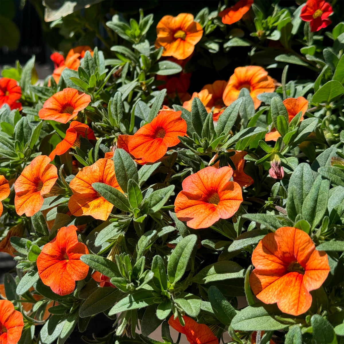 Mini-pétunia oranges - Willemse