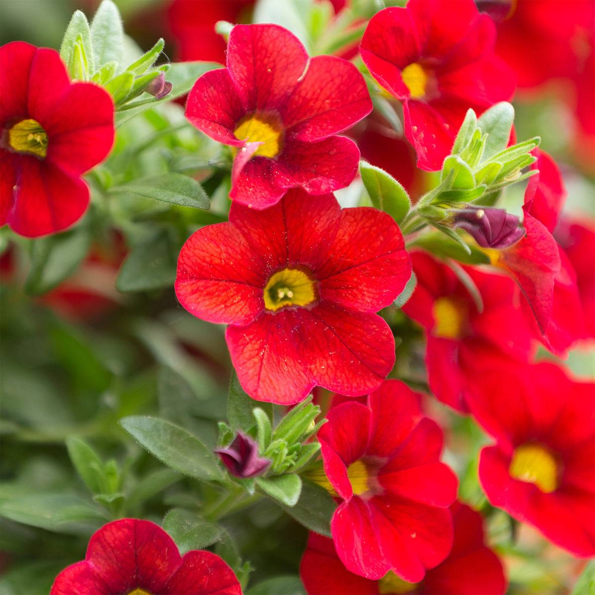 Mini-pétunia rouges - Willemse