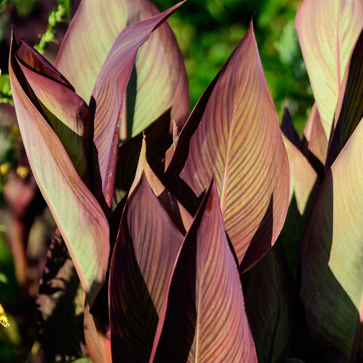 Canna Angélique - Canna indica Angelique - Willemse