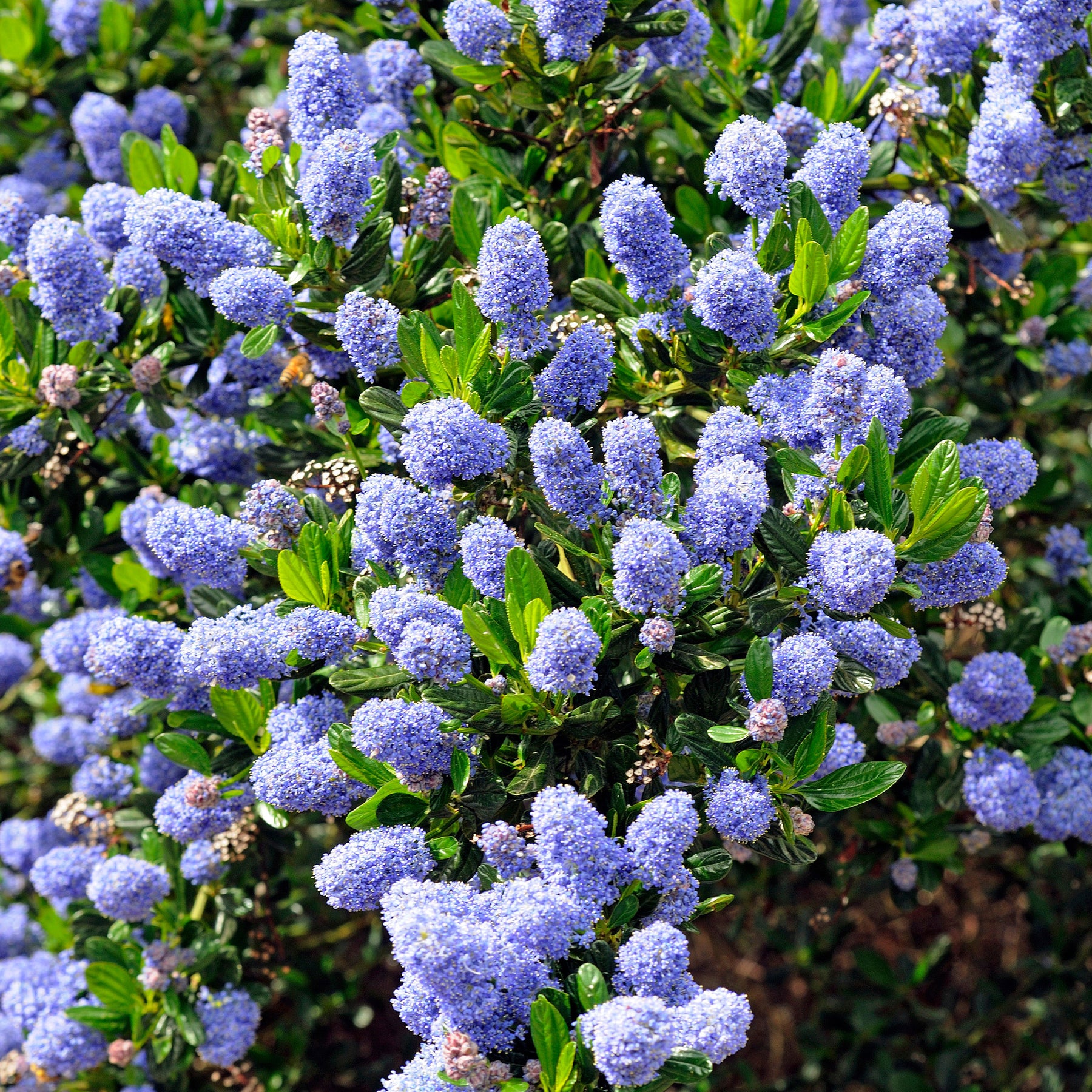 Ceanothus thyrsiflorus Skylark - Céanothe Skylark - Céanothes - Lilas de Californie