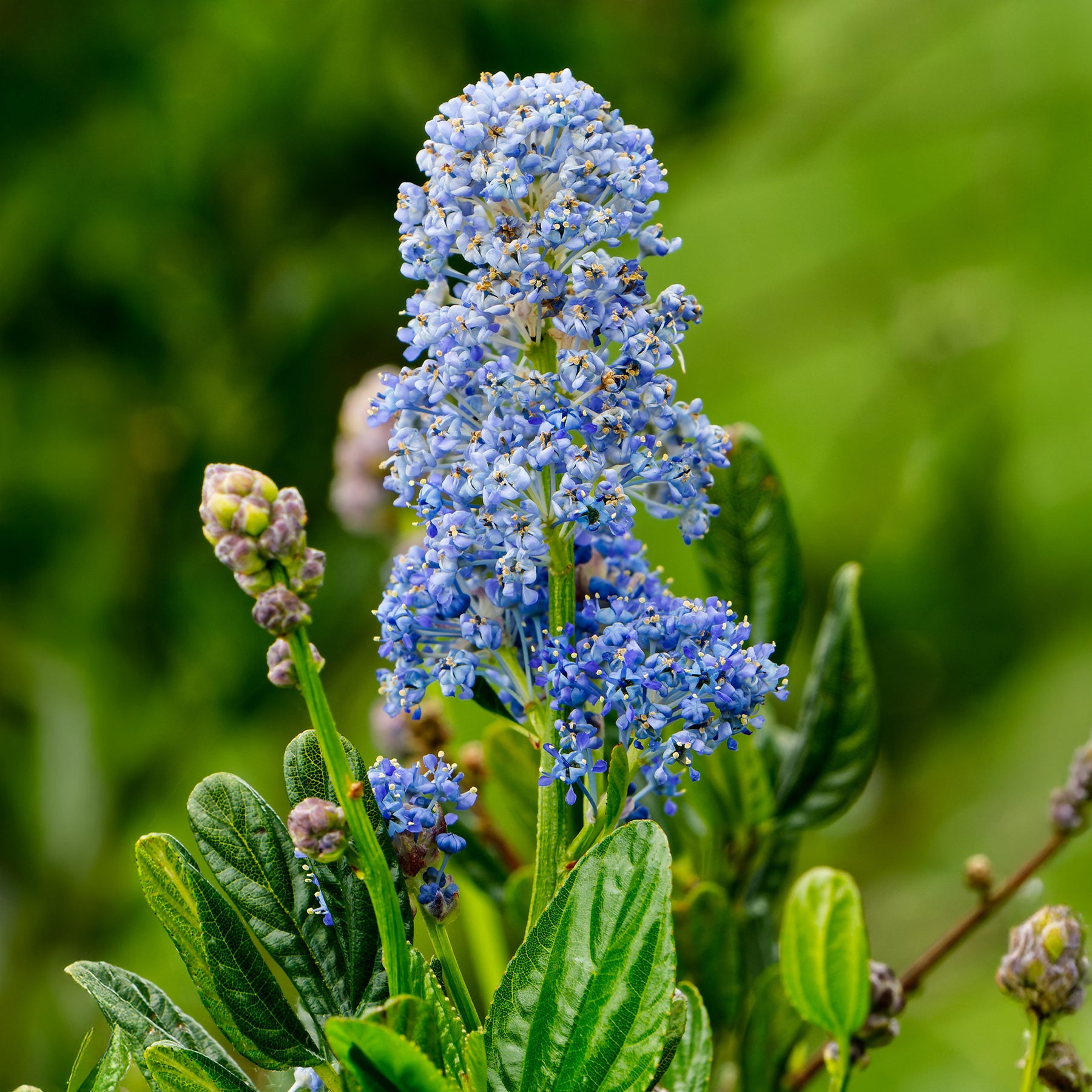 Céanothe Skylark - Ceanothus thyrsiflorus Skylark - Willemse