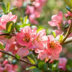 Chaenomeles x superba Pink Lady - Cognassier du Japon Pink Lady - Cognassier du Japon