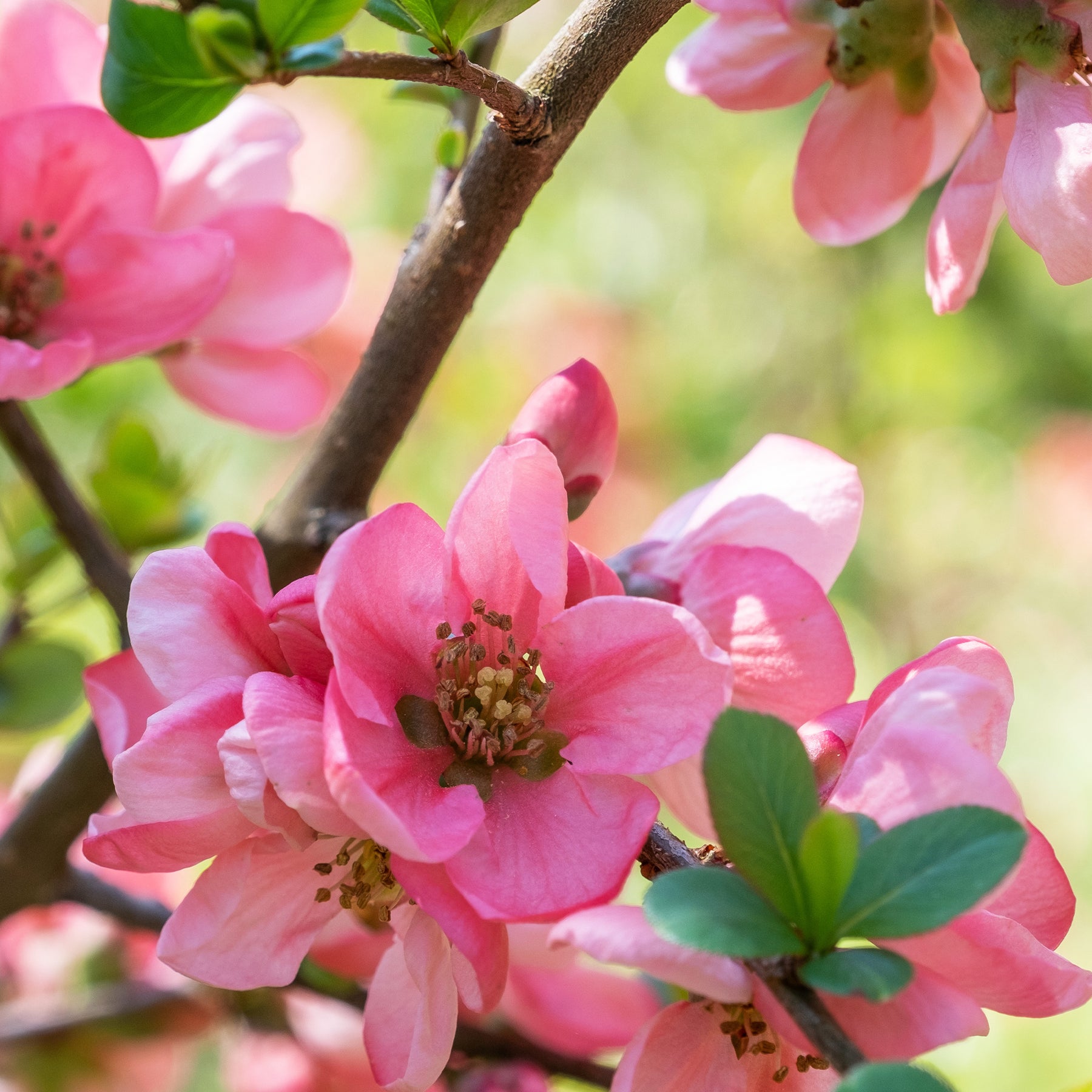 Cognassier du Japon Pink Lady - Chaenomeles x superba Pink Lady - Willemse