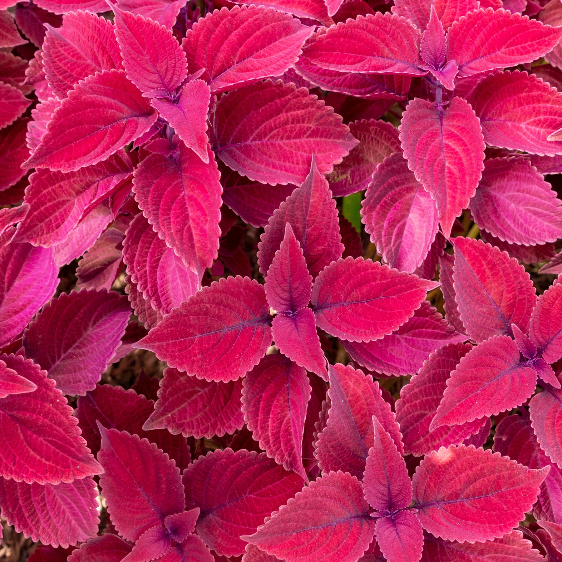 Coleus Red Head - Willemse