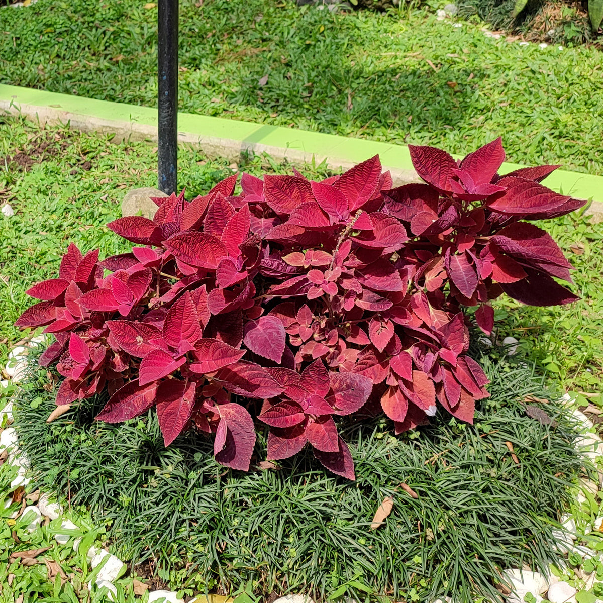 Coleus Red Head - Coleus Redhead - Willemse