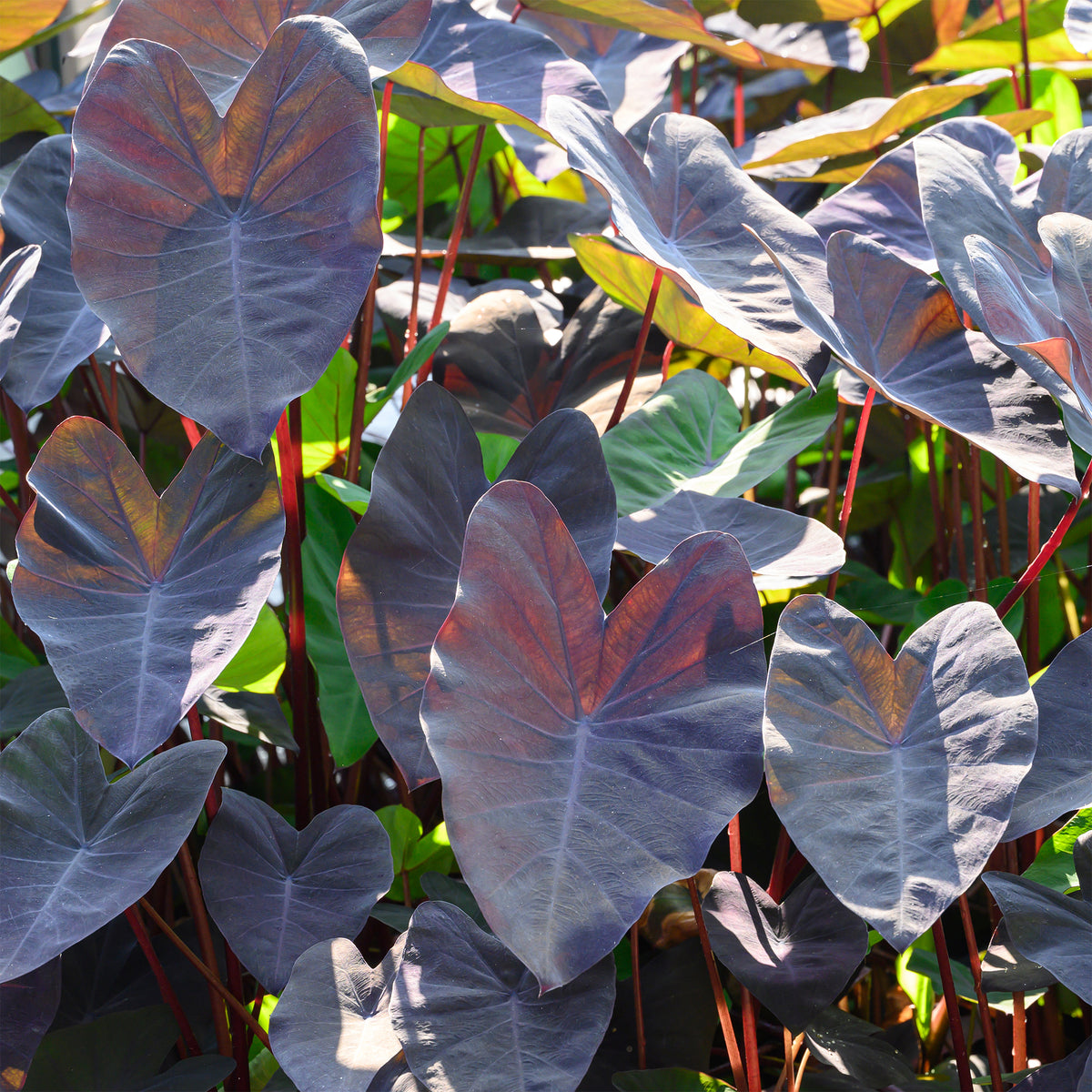 Colocasia Black Magic - Willemse